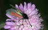 Zygaena sp.